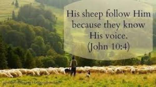 Like a shepherd tender true Jesus leads