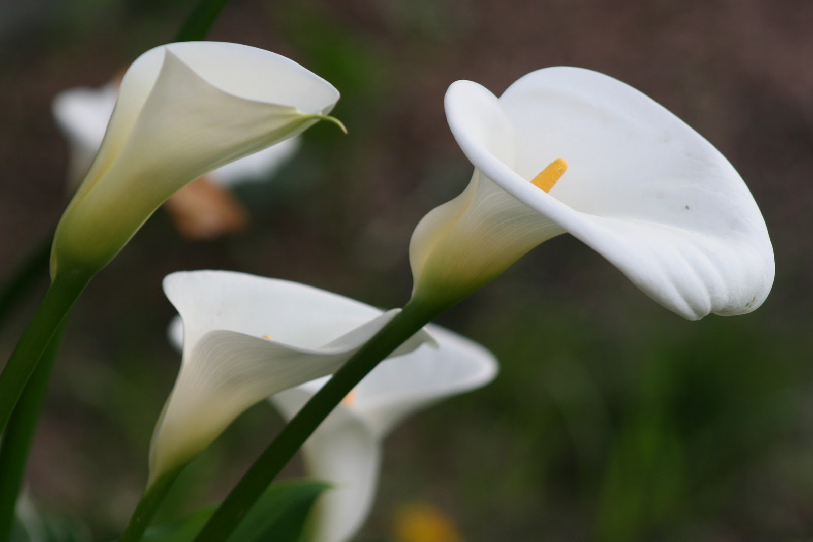 EASTER LILIES++.
