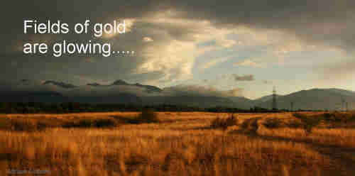 Fields of gold are glowing Neath the autumn rays++.
